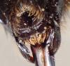 Bombus sp.